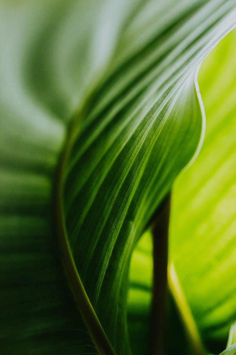 Detailed macro close-up of a vibrant tropical green leaf showcasing intricate vein patterns.